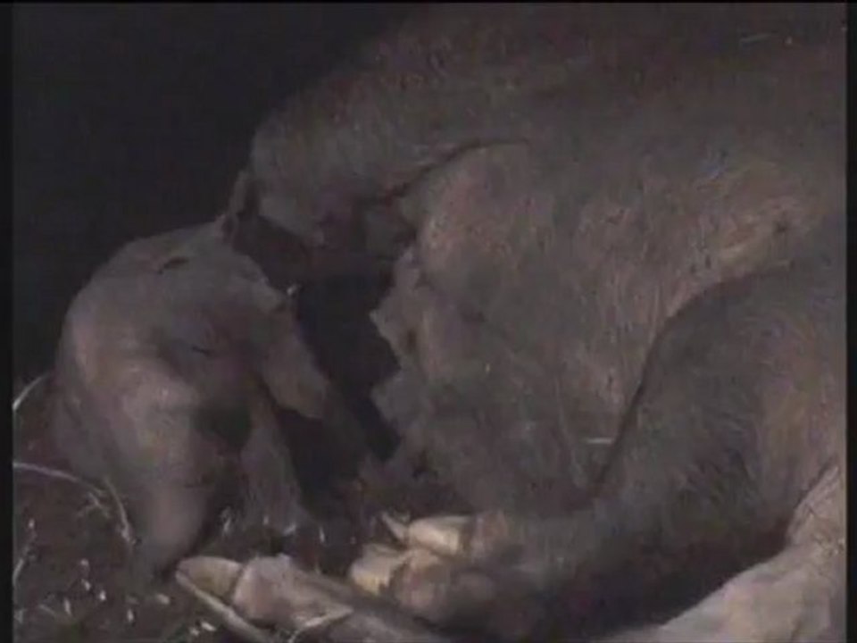 Baby Aardvark and Mom at Bioparc Valencia