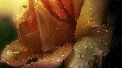 Mały książę  i róża -Edycja  specjalna wokal Krzyś