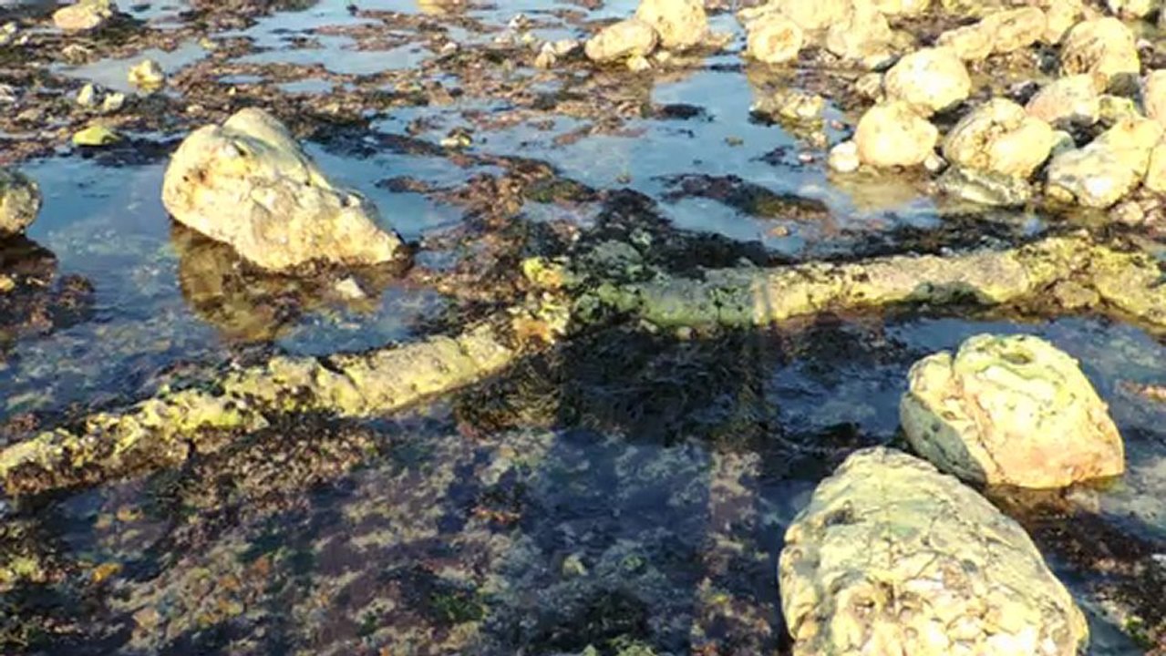 Bathichnus horizontaux