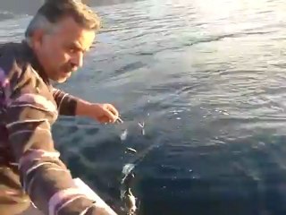 Palamut Avı - Kastamonu _ İlişi