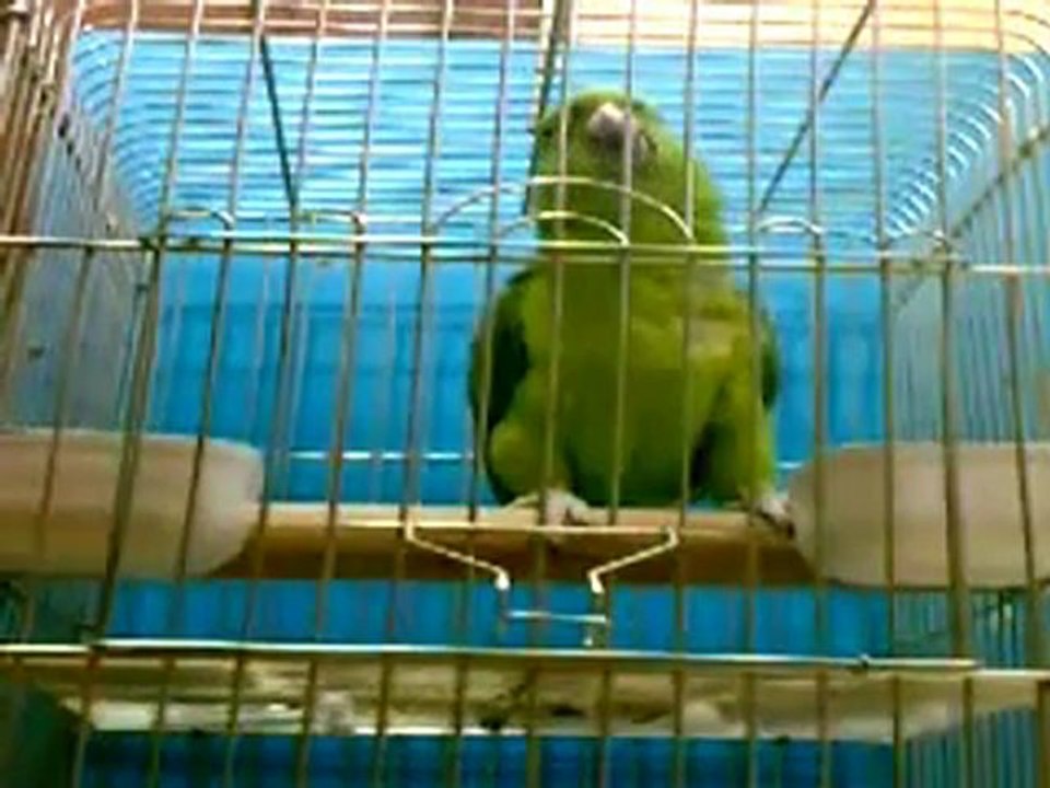 parrot saying quran