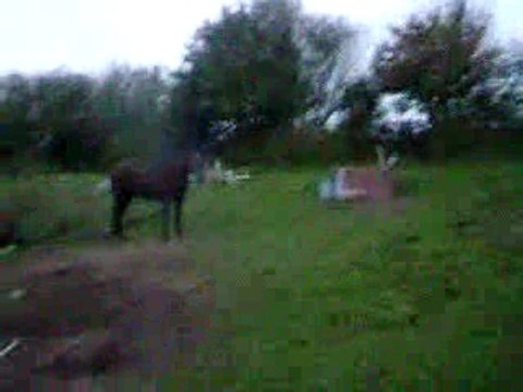 kaline et gallopeuse 003