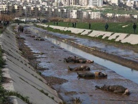 Dozens of bodies found 'executed' in Syria