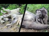 10 ekor gajah mati diracun di Sabah!