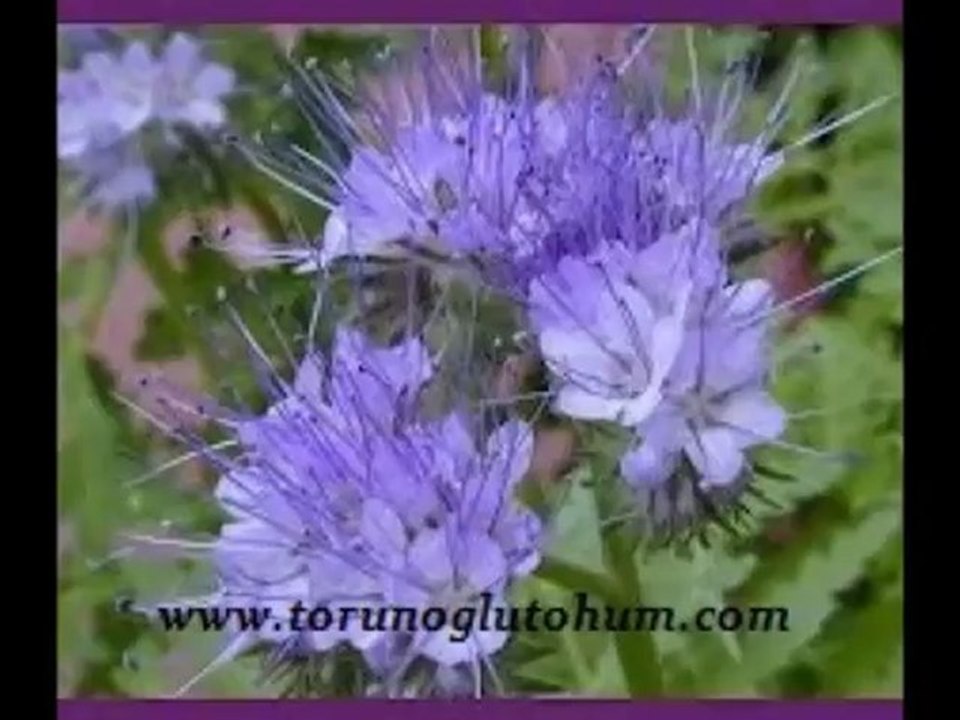 Arı balı,arı otu tohumu ekım zamanı,arı otu tohumu cesitleri