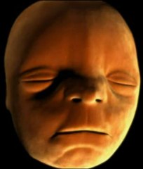 Nos origines de poisson - l'Homme et son évolution