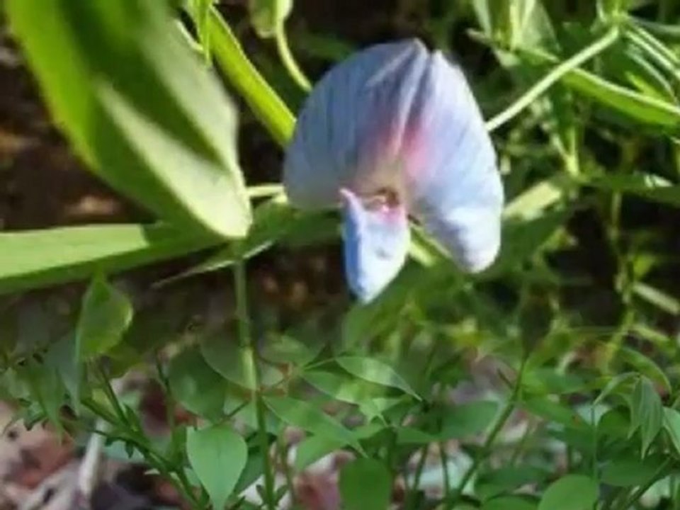 mürdümük nedir,mürdümük tohumu ekim zamanı,satılık mürdümük tohumu