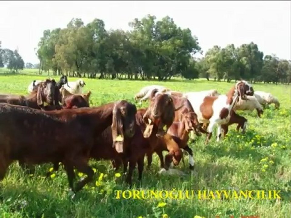 halep kecisi  yavru verimi