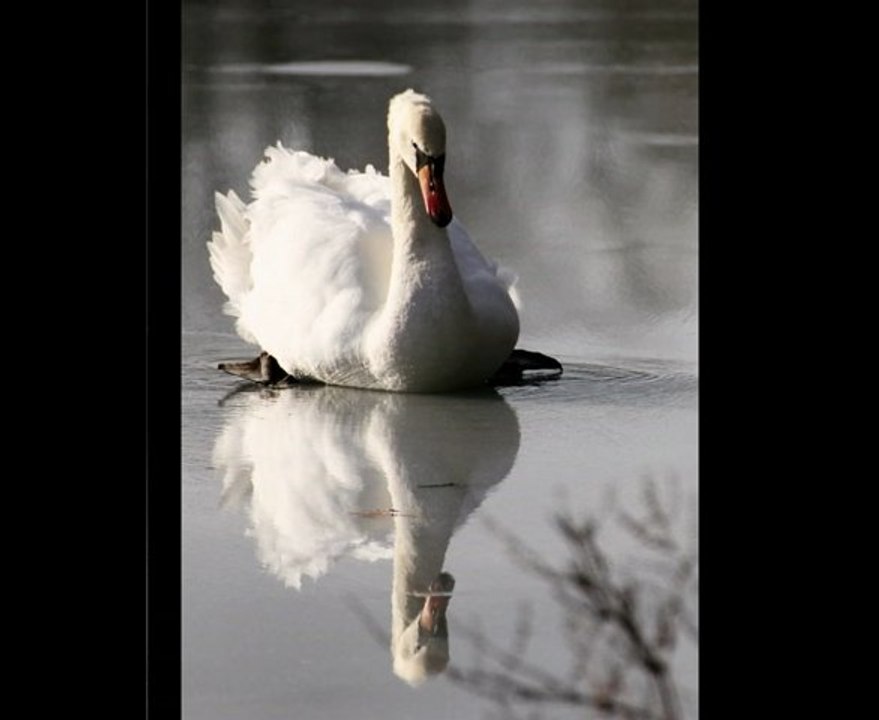 Le cygne et la glace