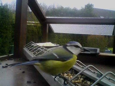 MANGEOIRE de Bois-Bernard 30/01/2013 12h40 :: le bal des mésanges