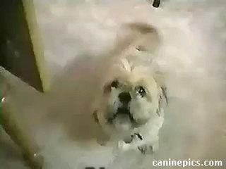 Awesome Funny and Cute Talking Dogs Video - www.bestagrup.com