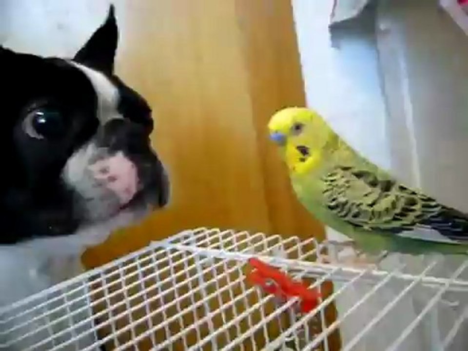 Mi Boston Terrier con mi periquito www.bestagrup.com