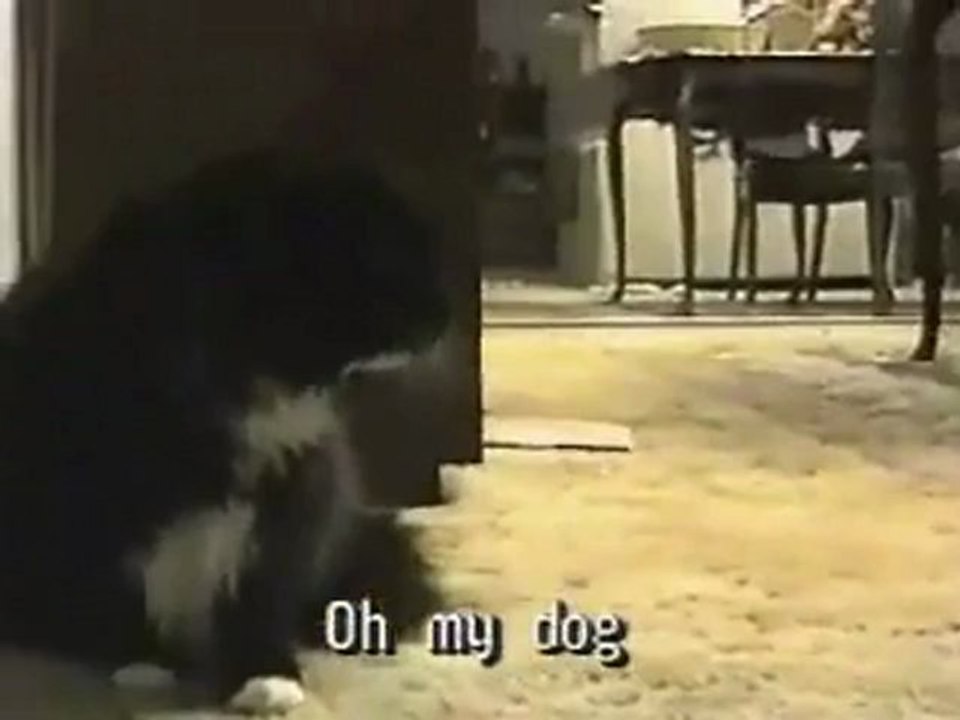 Oh Long Johnson... - talking cat_2 www.bestagrup.com