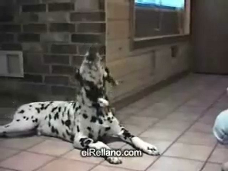 OMG TALKING ANIMALS www.bestagrup.com