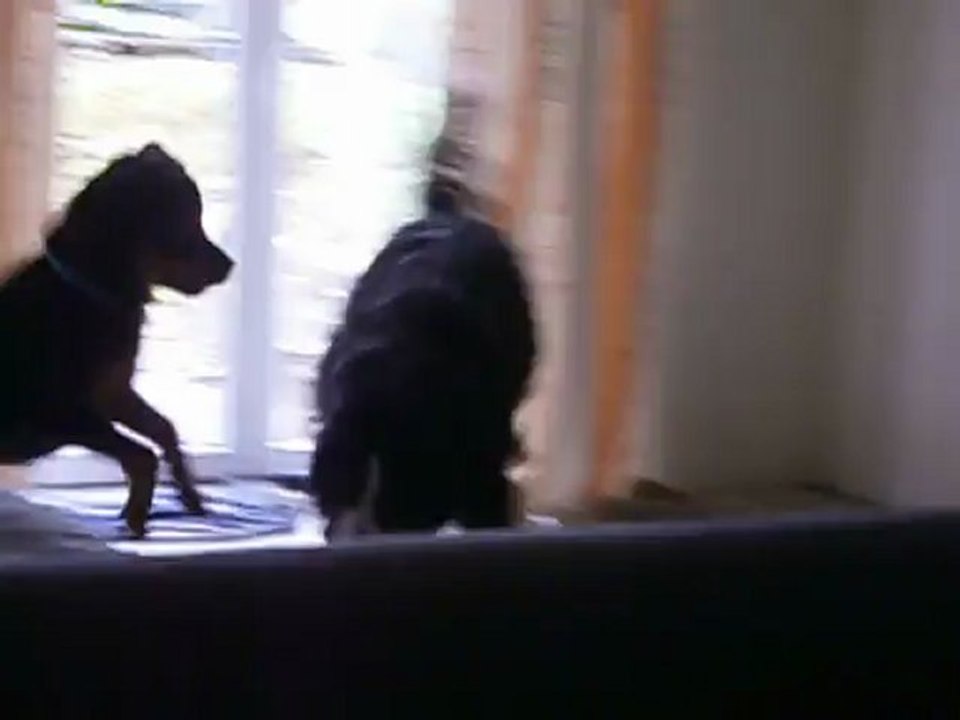 Combat de kong Boo VS Nîm