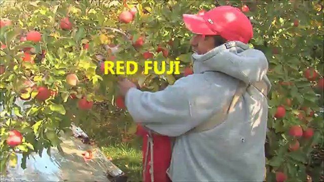 bodur elma bahçeleri ( betulfidancilik.com.tr)