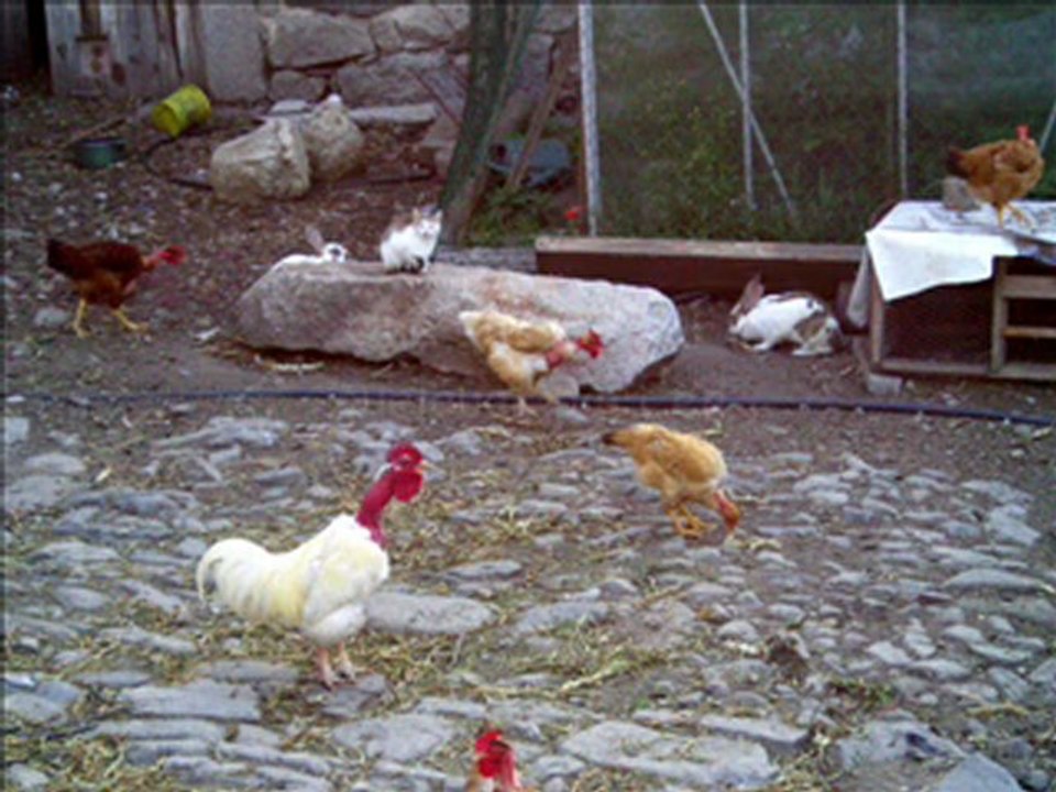 Du hard  à la basse cour