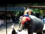Шоу слонов в Паттайе. Тайланд