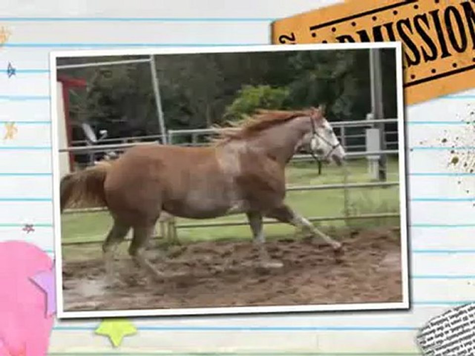 Cheval vidéo - Vente jument sabino,pleine de 3X ch. du monde