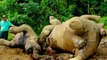 Endangered Pygmy Elephants Die From Suspected Poisoning