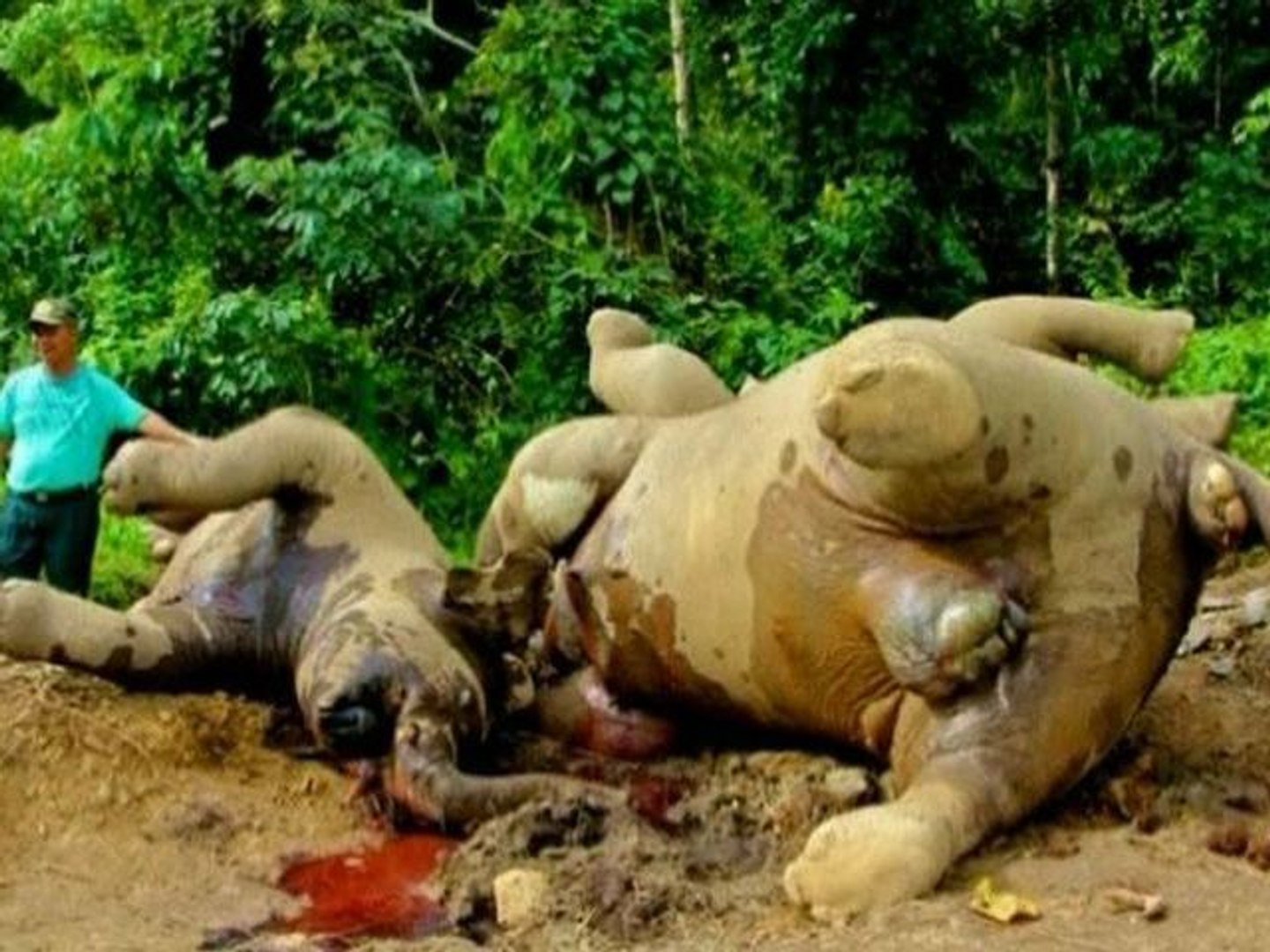 ⁣Endangered Pygmy Elephants Die From Suspected Poisoning