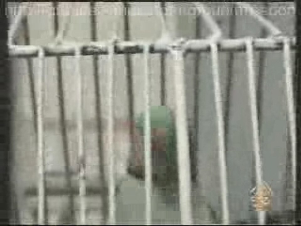 Peroquet recitant le Coran