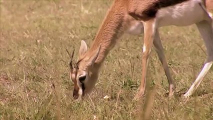 Skechers GOrun 2 -- Man vs. Cheetah Super Bowl Teaser
