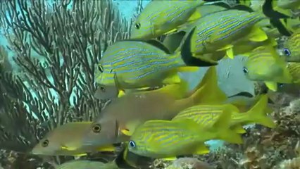 El medi ambient: L'estat ecològic dels corals del Carib