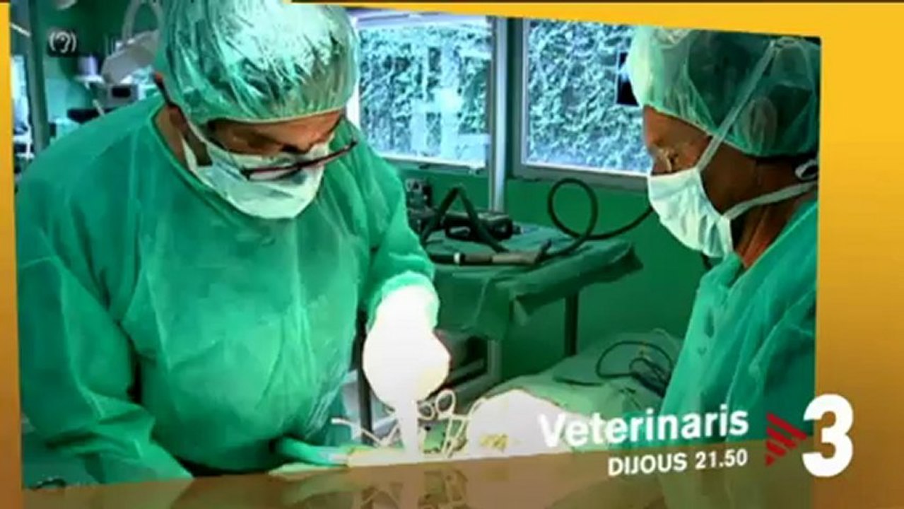 TV3 - Dijous, 21.50, a TV3 - "Veterinaris" aquest dijous amb la gosseta Boleta i molts altres prota