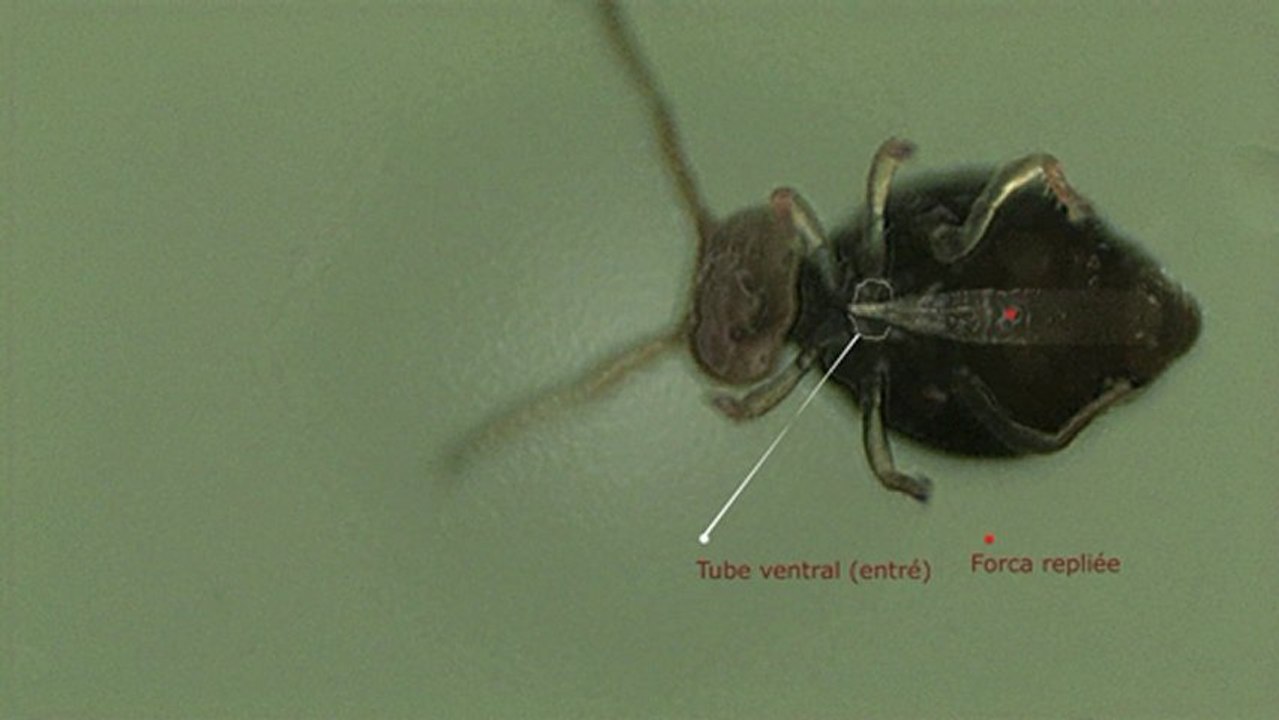 Le collembole jongleur