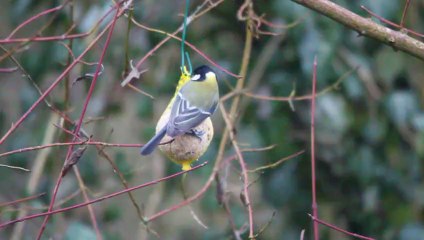 Mésange Charbonnière