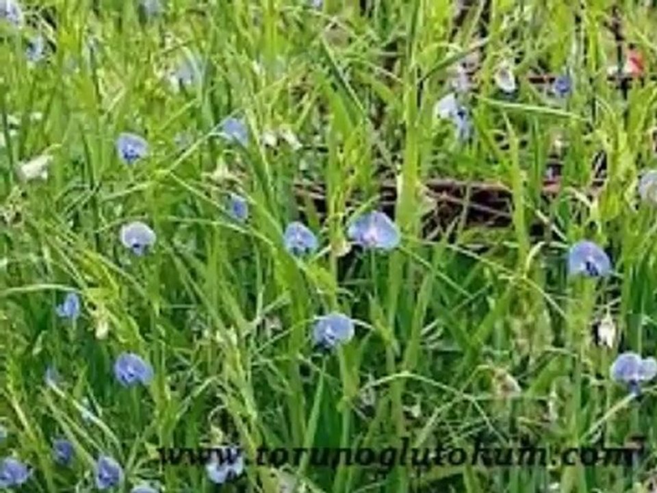 Mürdümük melezi,mürdümük nasıl ekilir