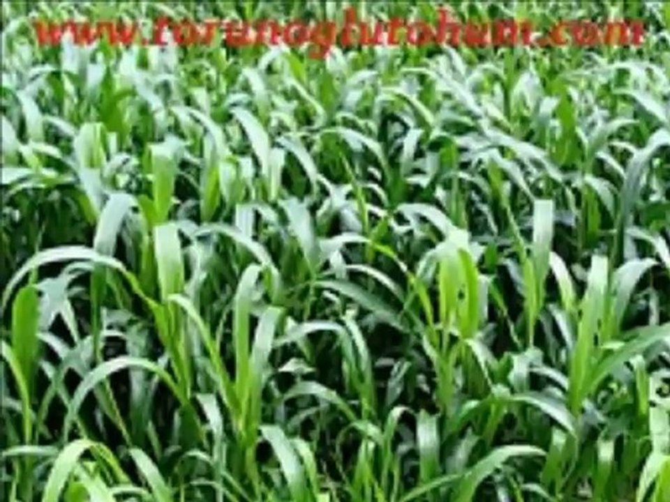 Sorgum sudan otu tohumu fiyatı,sorgum bitkisi,sorgum melezi