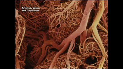 ΑΠΟ ΤΗΝ ΣΥΛΛΗΨΗ ΣΤΗΝ ΓΕΝΝΗΣΗ MP4