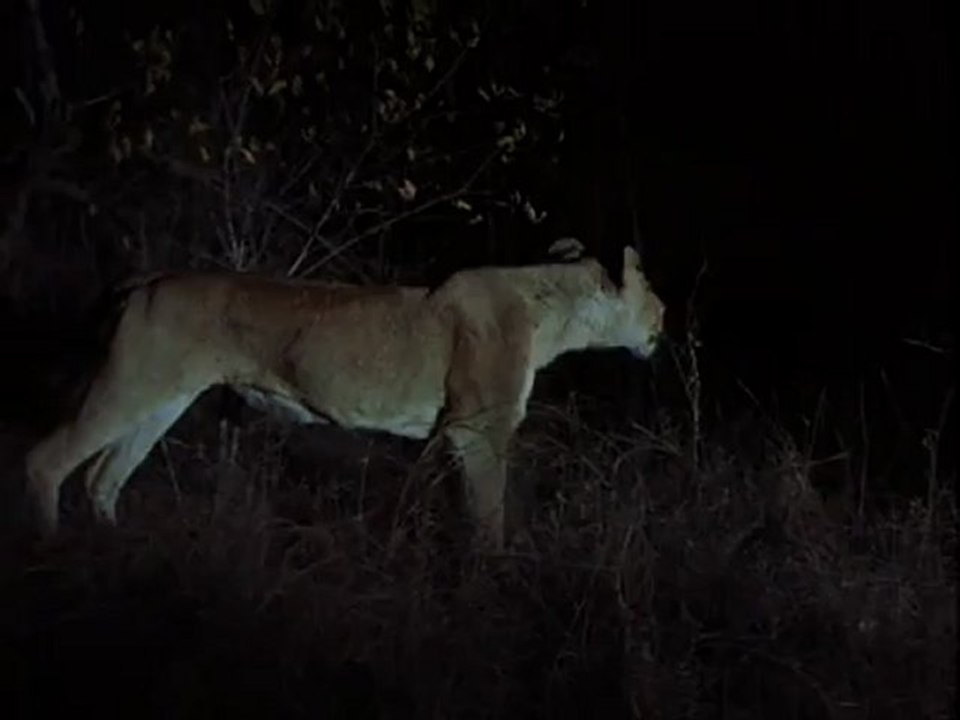 Leopardo, la noche del cazador
