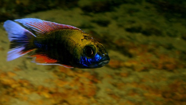 Cave of the Cichlids | Cichlids of Lake Malawi Ep4