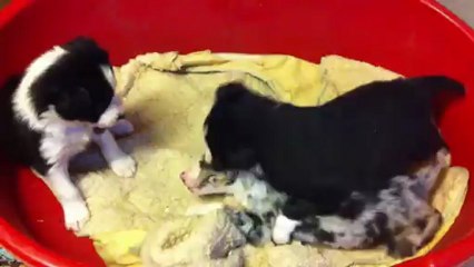 chiots Dixie X Black / 5 semaines / vidéo 2