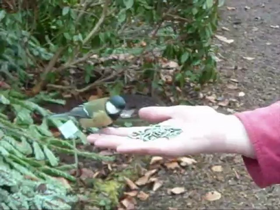 mésange2