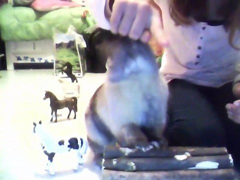 Petite Séance de Dressage/Agility du Bébé ! :3 ♥