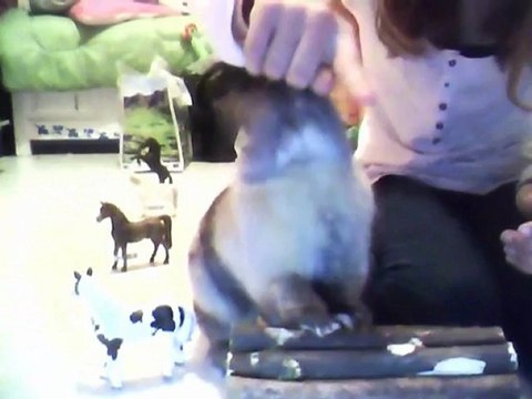 Séance de Dressage/Agility avec le Bébé ! :3♥