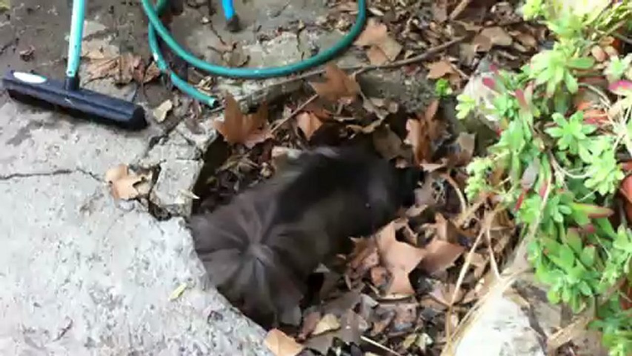 photos + vidéos 008