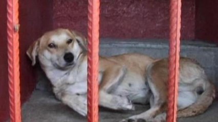 New laws to protect animals in Mexico