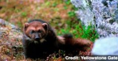 Feds Plan Endangered Species Protection for Wolverine