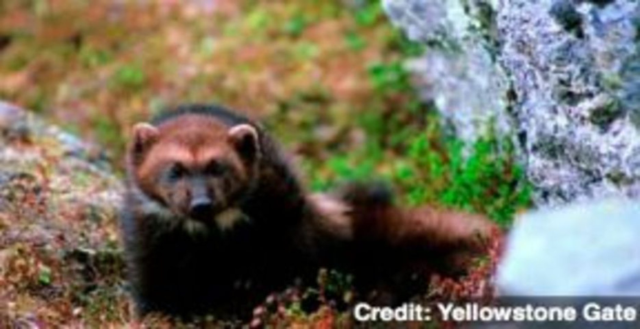 ⁣Feds Plan Endangered Species Protection for Wolverine