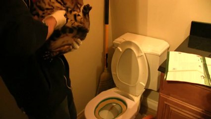 Litter Kwitter Update 7 - The Light at the End of the Tunnel Linus Cat Tips