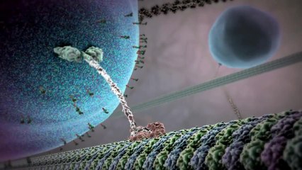 Внутренняя Вселенная - Тайная жизнь клетки