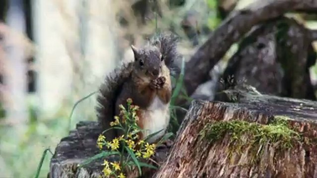 Extrait Kamen Rider ZO