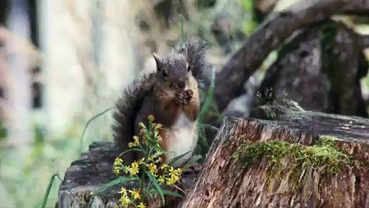 Extrait Kamen Rider ZO