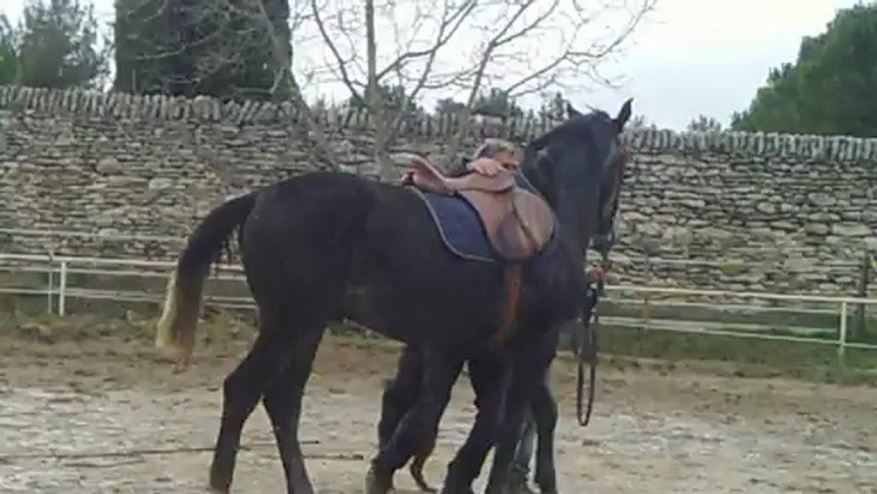 Aibène d'Oregon débourrage 2013