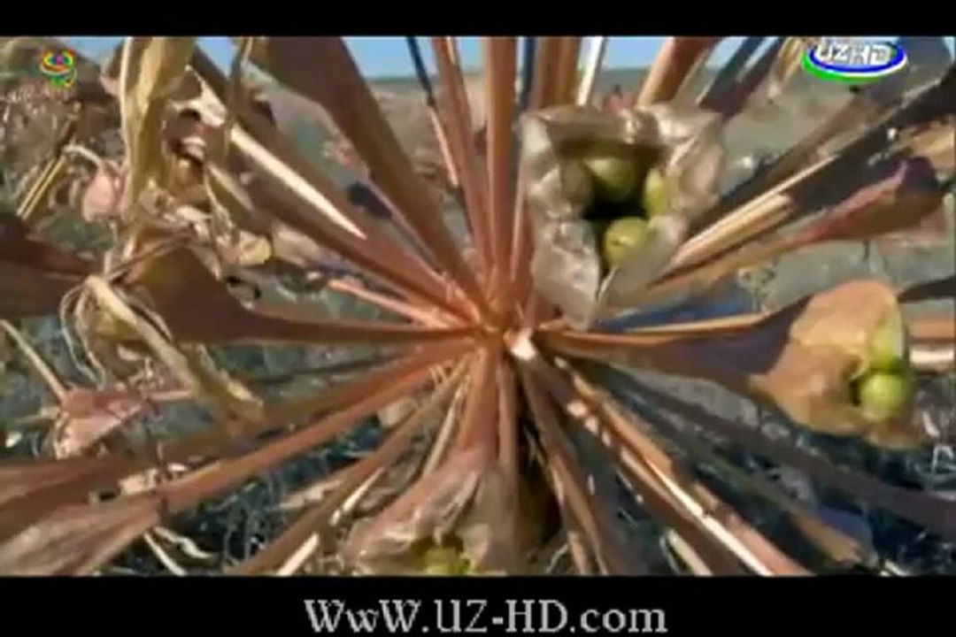 UZMEGA.COM